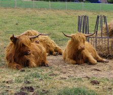 Shaggy Cows